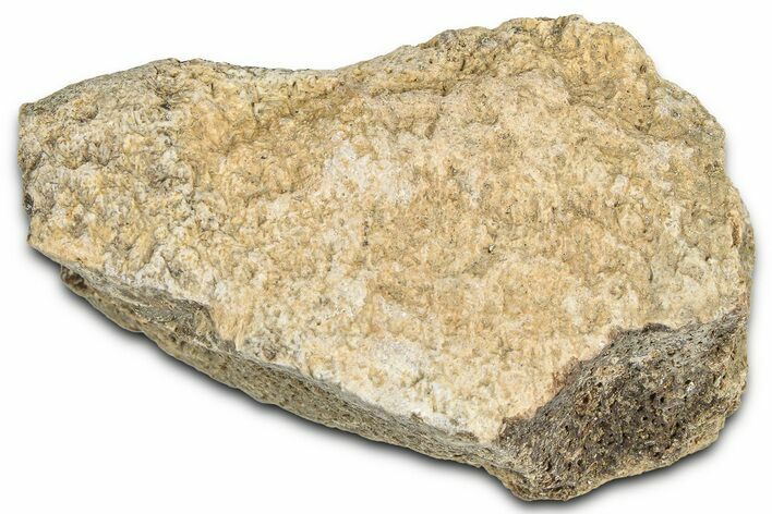 Dinosaur (Triceratops) Frill Shield Section - Montana #366634